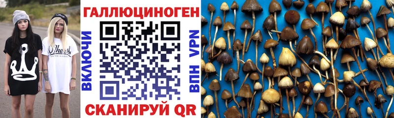 Галлюциногенные грибы Cubensis хочу Ярославль